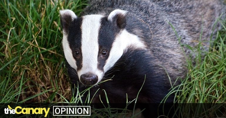 Isn’t it time we address this f*cked up capitalist system instead of murdering badgers?