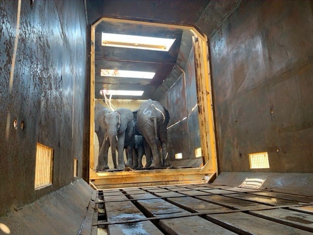 A group of elephants huddle together in a truck, being transported to their new home