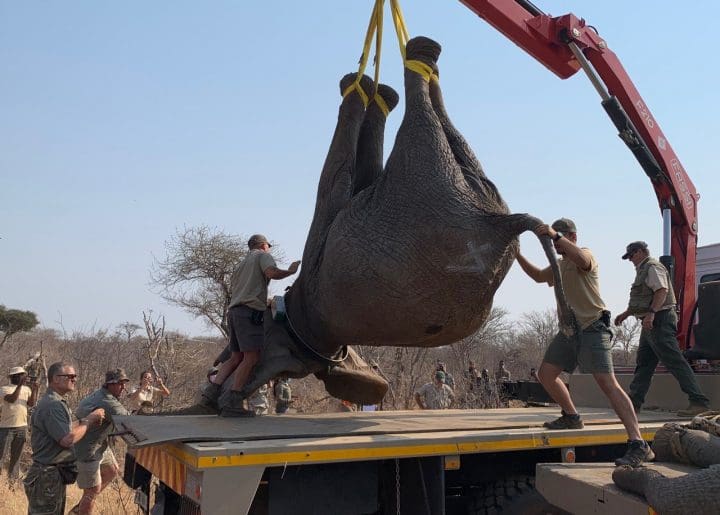 A sedated elephant is lifted onto a truck 