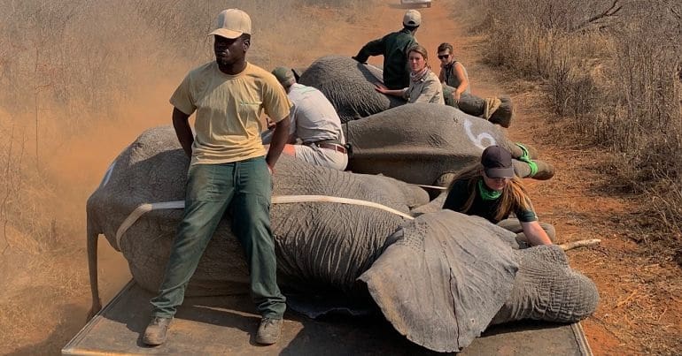 Surrounded by NGO staff, sedated elephants are transported to a new location