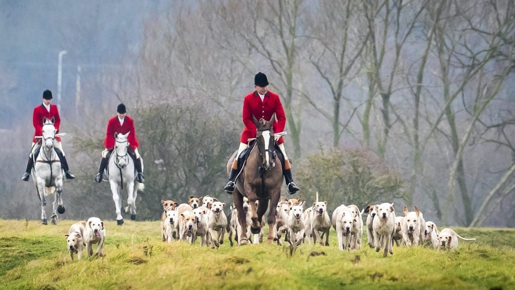 Fox hunters on horseback