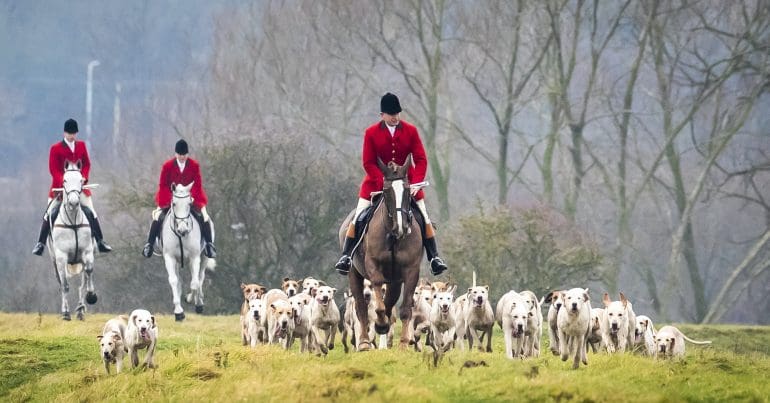 Fox hunters on horseback
