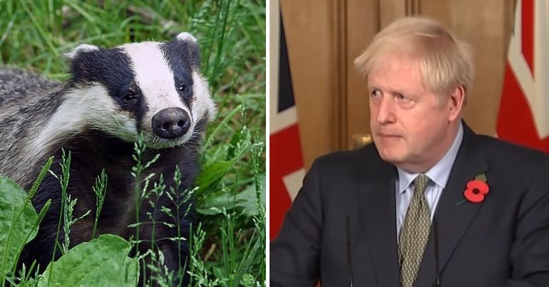 A badger and Boris Johnson