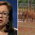 Ivonne Higuero on one side of image, and two young elephants standing in a near barren enclosure on the other