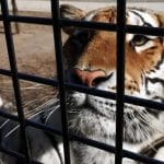 A tiger looks out from its cage