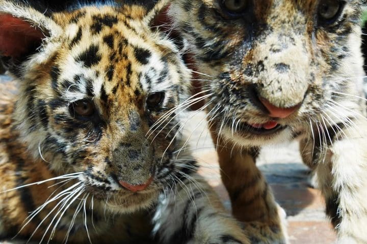 Tiger cubs