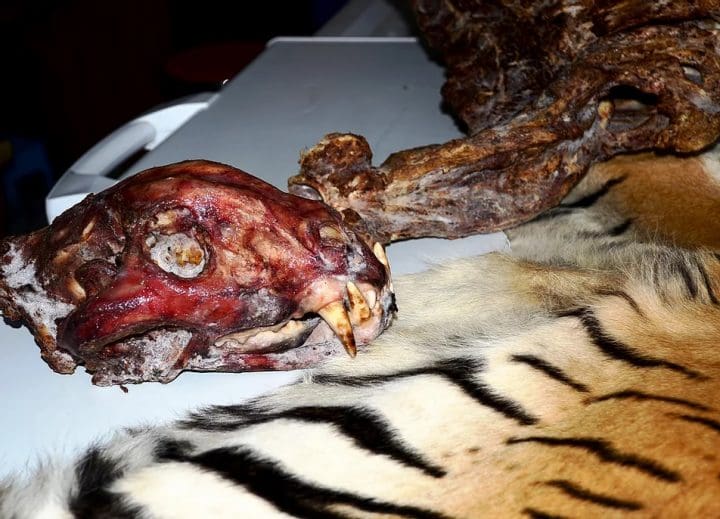 Tiger parts, including a head and skin, lay on a table