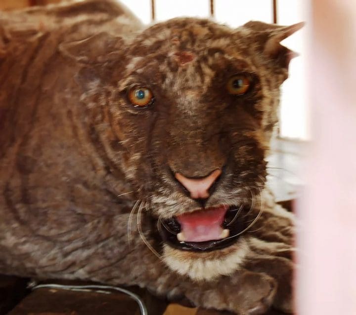 A diseased tiger stares out from its cage
