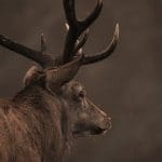 stag