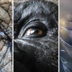 An elephant, gorilla and whale eye pictured next to each other