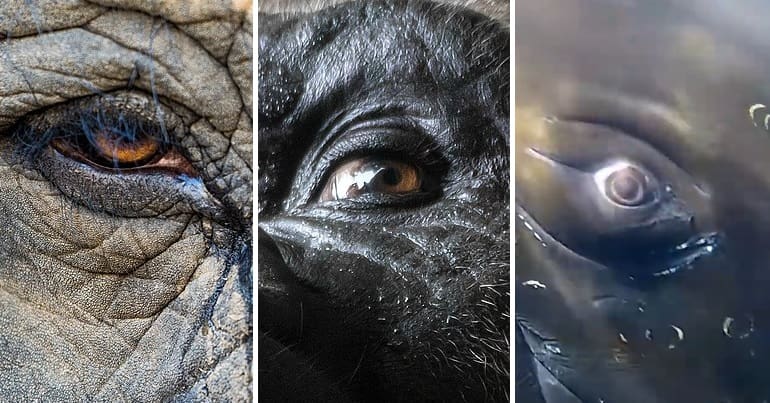 An elephant, gorilla and whale eye pictured next to each other