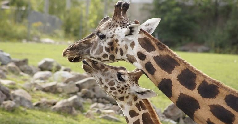 A baby and mother giraffe