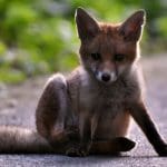 Fox cub