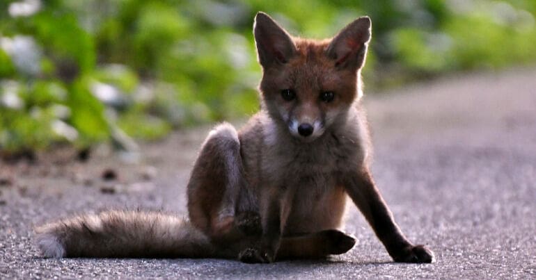 Fox cub