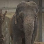 Anne, an elephant, standing in her indoor enclosure at Longleat