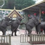 A group of elephants performing in a zoo