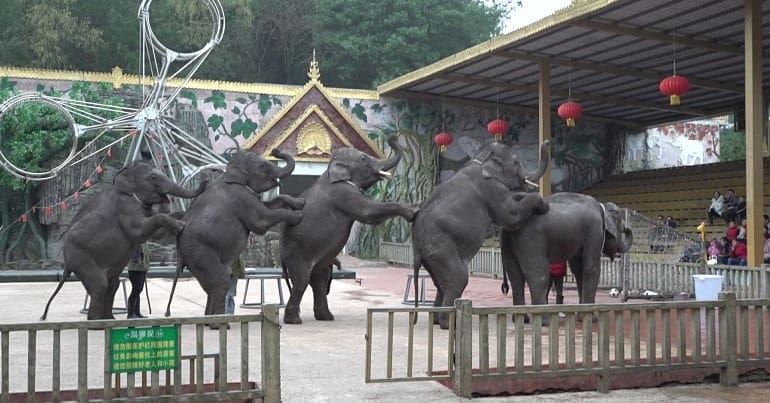 A group of elephants performing in a zoo