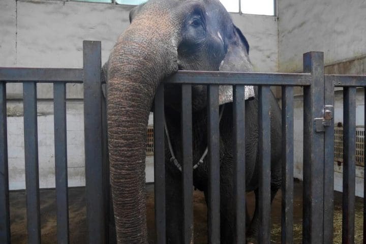 An elephant with its trunk resting over the bars of its cage