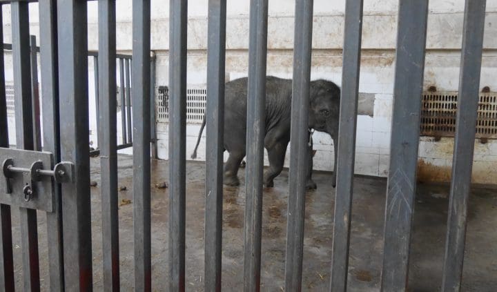 A young elephants standing in a barren cage