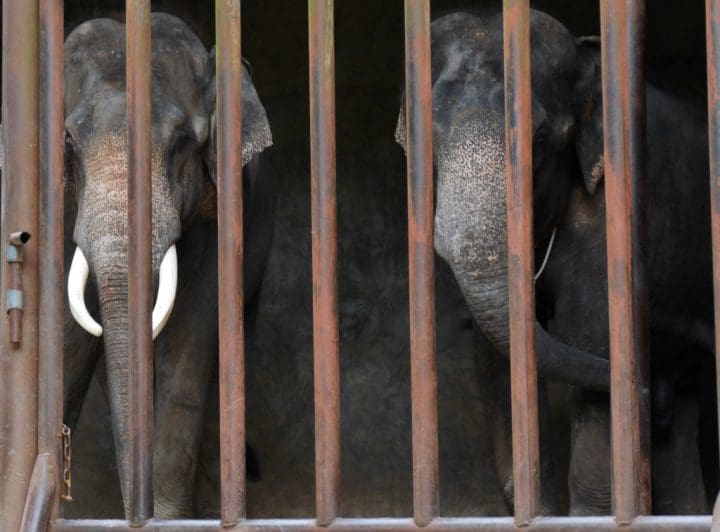 Two elephants look out from behind bars