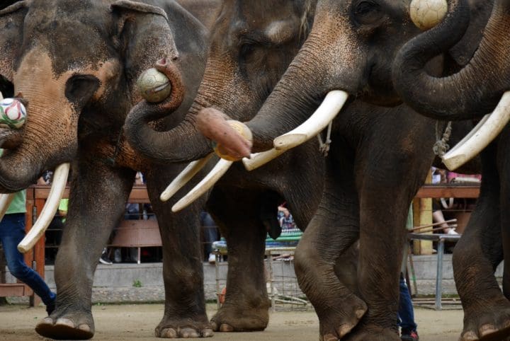 A group of elephants being forced to play with footballs