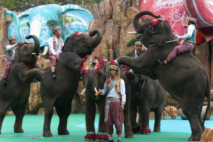 A group of elephants performing in a zoo