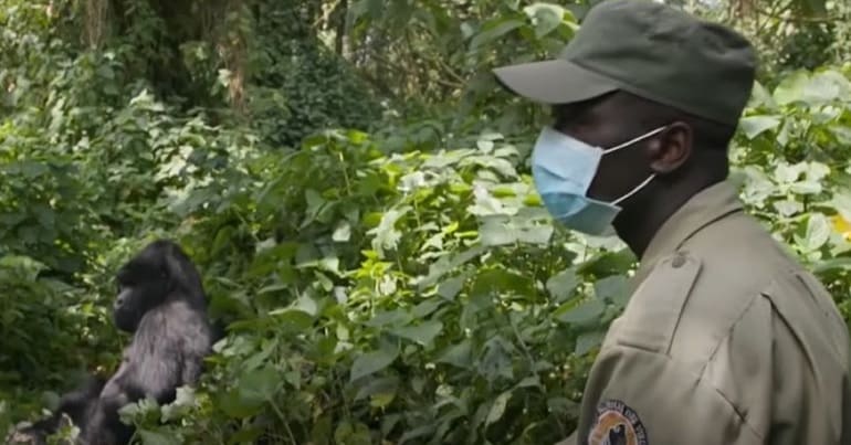 A ranger watches over a mountain gorilla in Virunga National Park