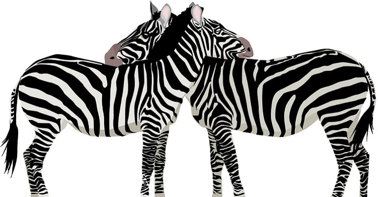 Zebra on the international day of them