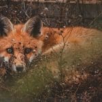 A fox in the undergrowth