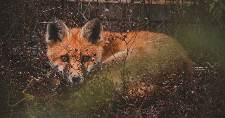 A fox in the undergrowth