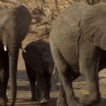 A group of elephants walking in Botswana