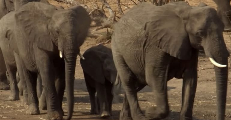 A group of elephants walking in Botswana