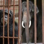A split screen with a chimpanzee in a cage on the left and two Asian elephants in a cage on the right