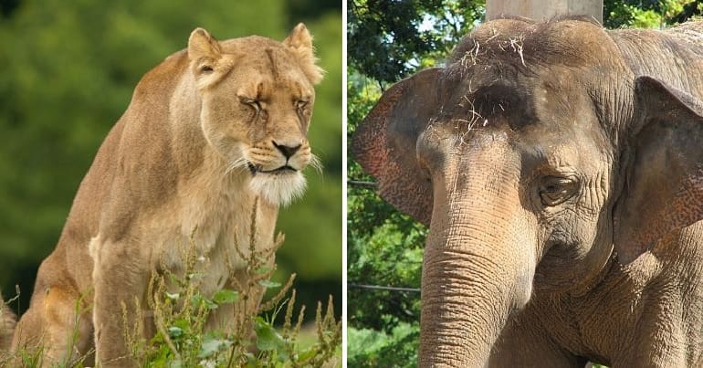 An African lion and an Asian elephant