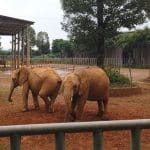 Young Zimbabwean elephant in a barren enclosure at a China zoo