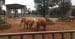 Young Zimbabwean elephant in a barren enclosure at a China zoo