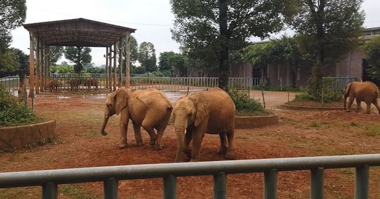 Young Zimbabwean elephant in a barren enclosure at a China zoo