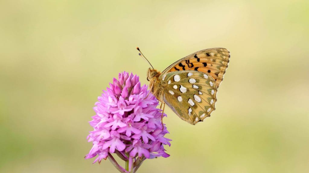 A butterfly on a flower