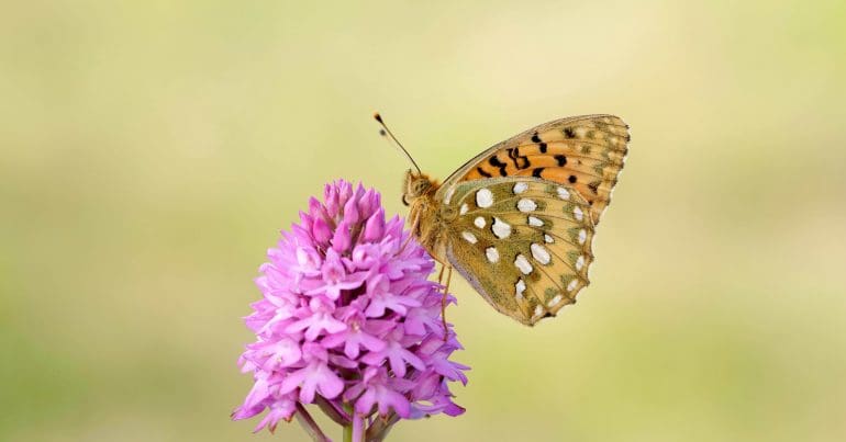 A butterfly on a flower