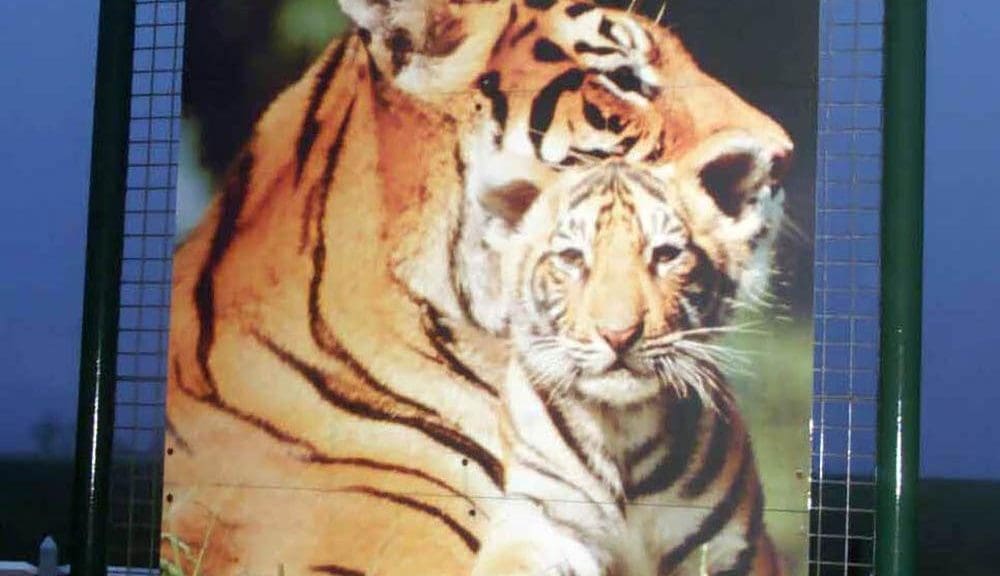 Image of a tiger sanctuary