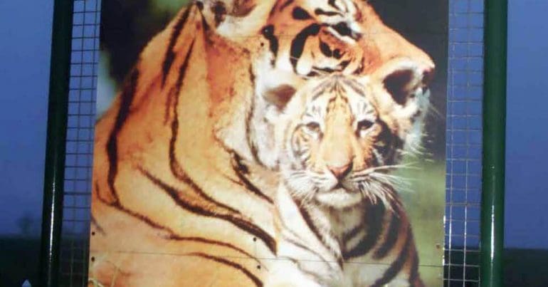 Image of a tiger sanctuary
