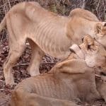 Two malnourished desert-adapted lions nuzzling each other in Namibia