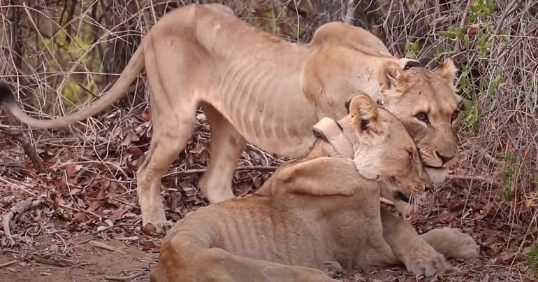Two malnourished desert-adapted lions nuzzling each other in Namibia