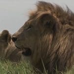 Two lions lying in the grass