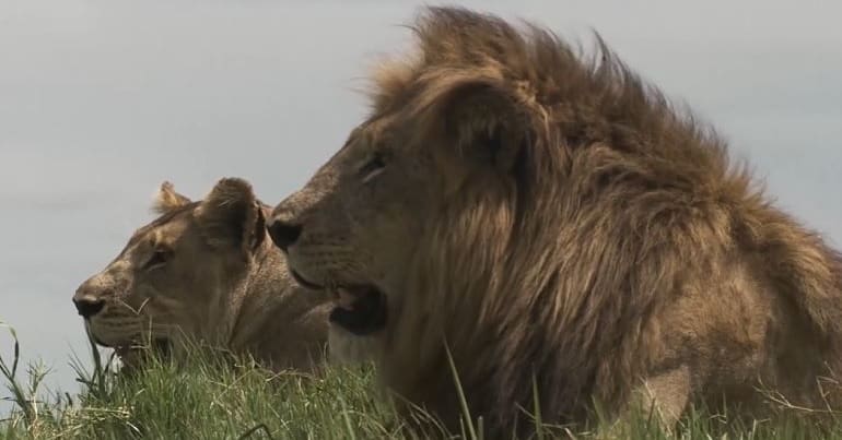 Two lions lying in the grass