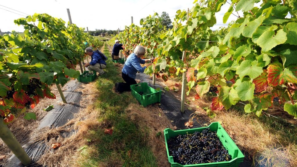 fruit pickers