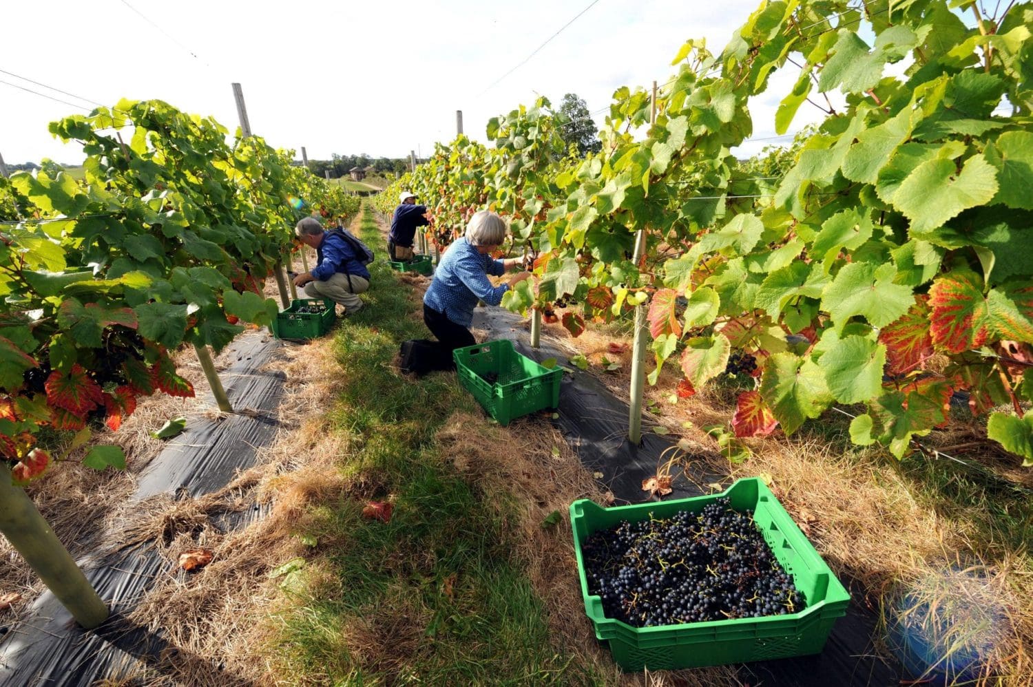 fruit pickers