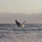Arabian Sea humpback whale breaching ocean surface in Oman