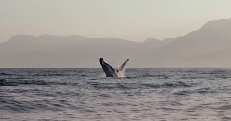 Arabian Sea humpback whale breaching ocean surface in Oman