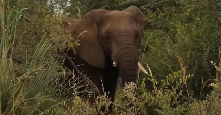 An elephant in the Okavango wilderness